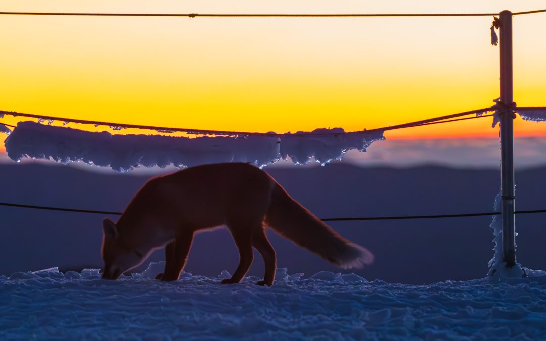 Magical sunset on mountain Snežnik with fox Joško