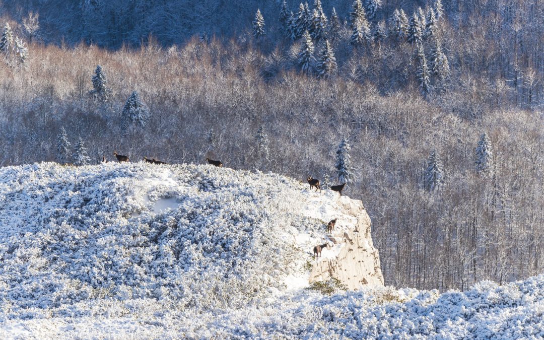 Chamois mountain goats on mountain Snežnik in Slovenia
